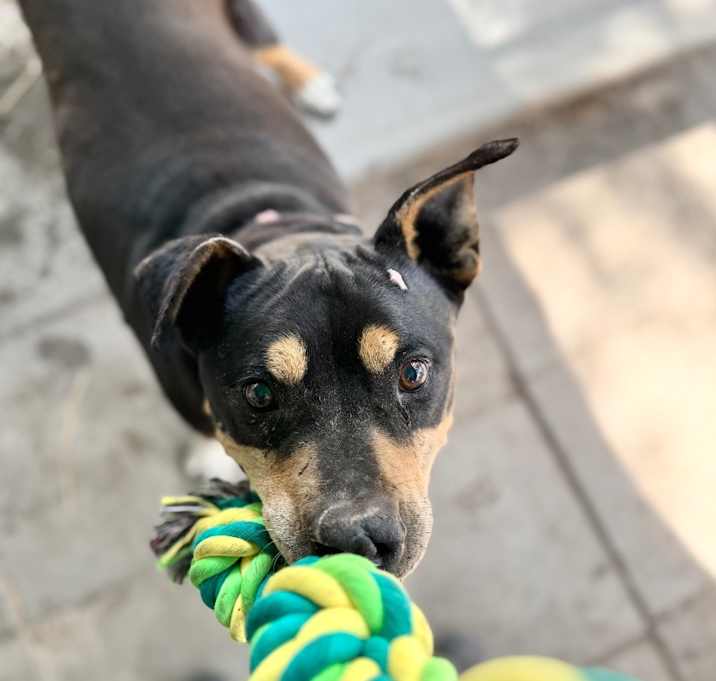 Photo of Rocco