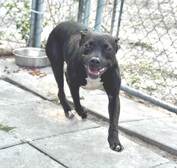 Photo of Puddles
