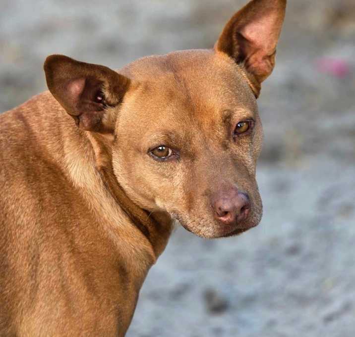 Photo of Red Dog
