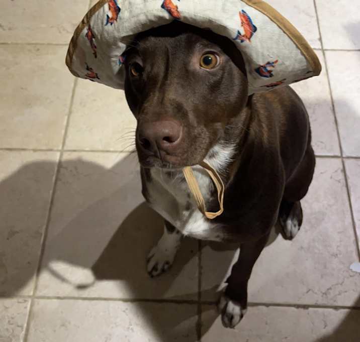 Photo of Nalla