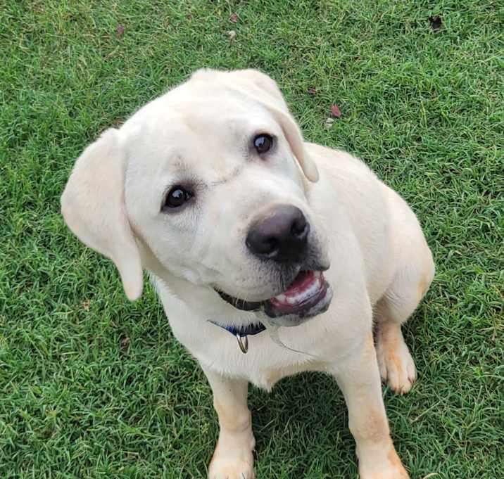 Photo of Buddy
