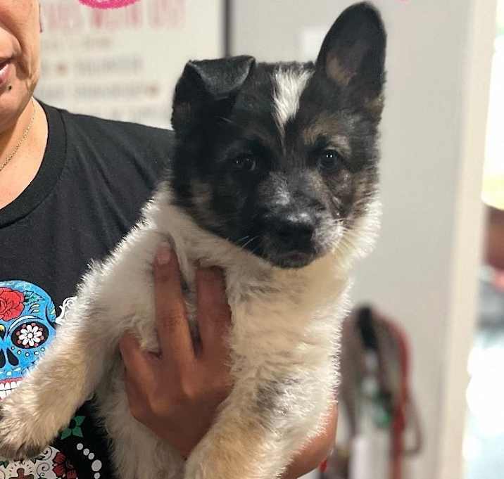 Photo of Oreo Pasadena Litter