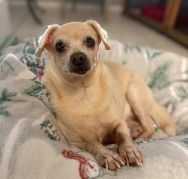 Photo of Rosie