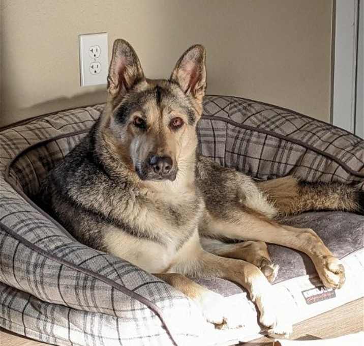 Photo of Lacey