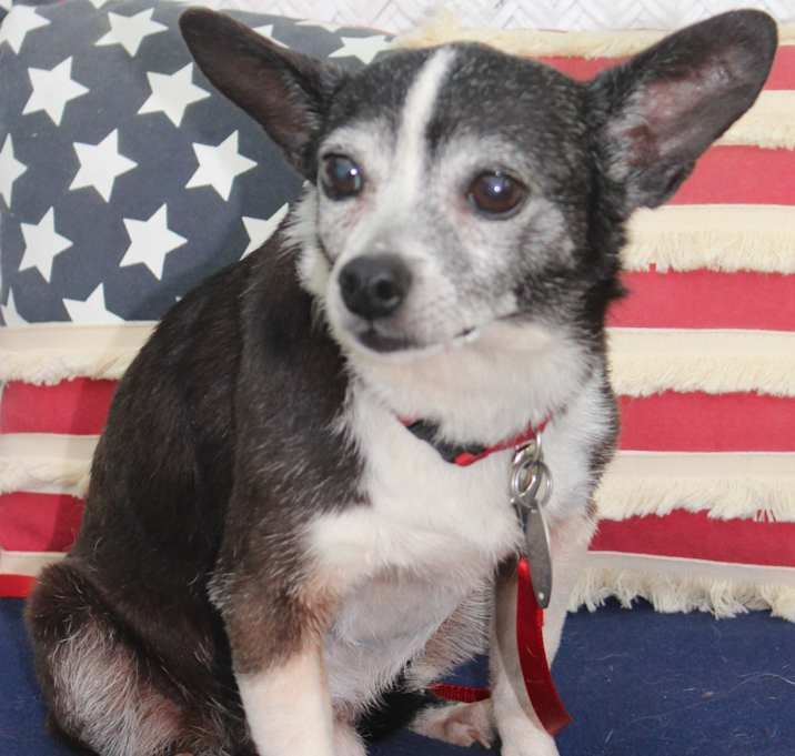 Photo of Toby