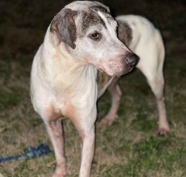 Photo of Chopper