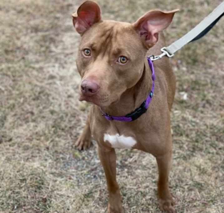 Photo of Hershey