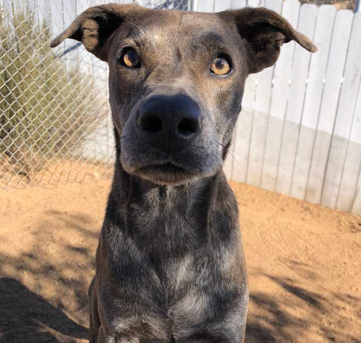 Photo of Lucky