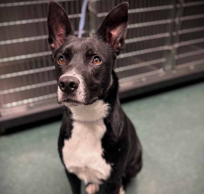 Photo of Dobby