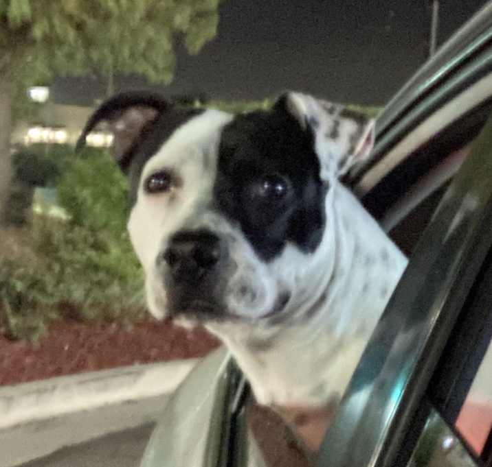 Photo of Tater