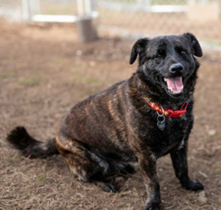 Photo of Chico