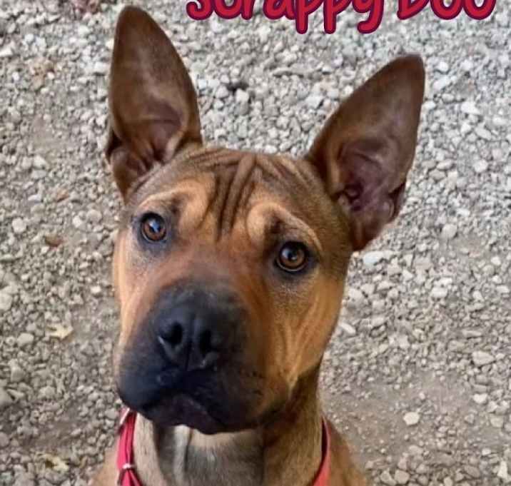 Photo of Scrappy Doo