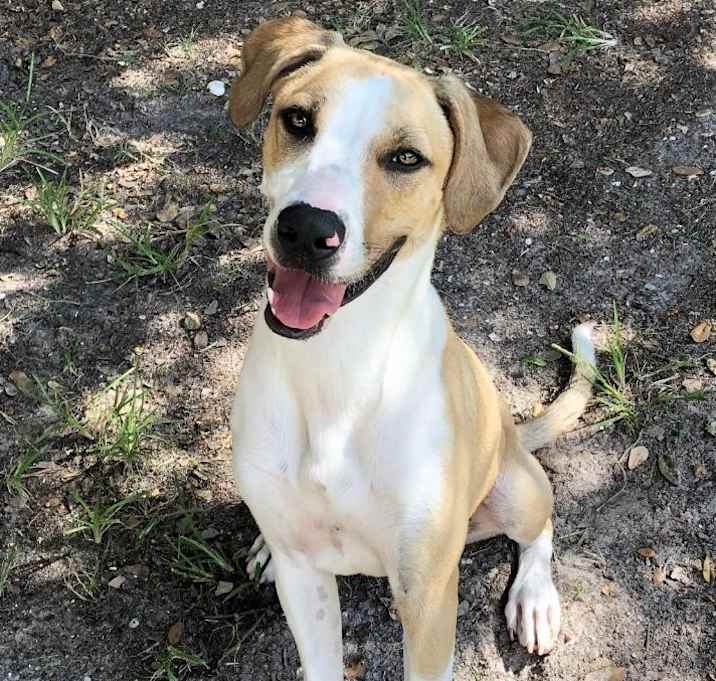 Photo of Buddy