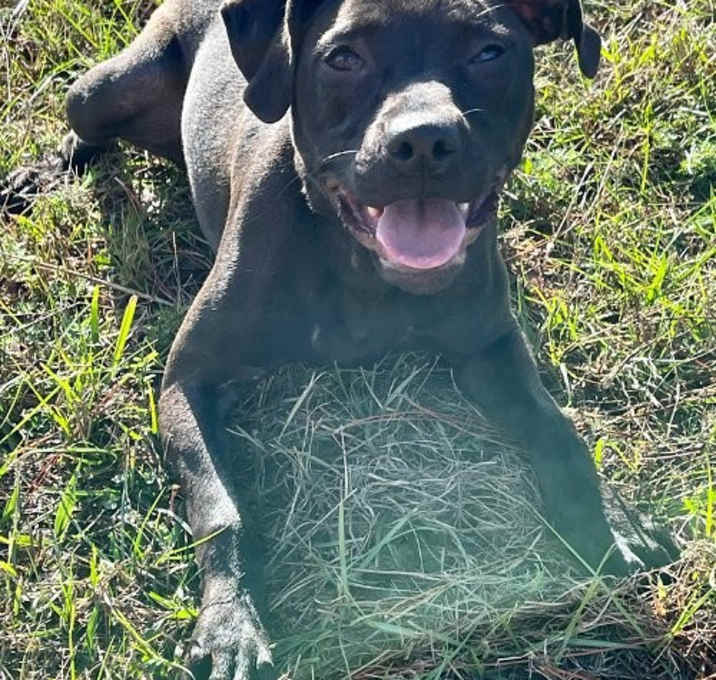 Photo of Dolly