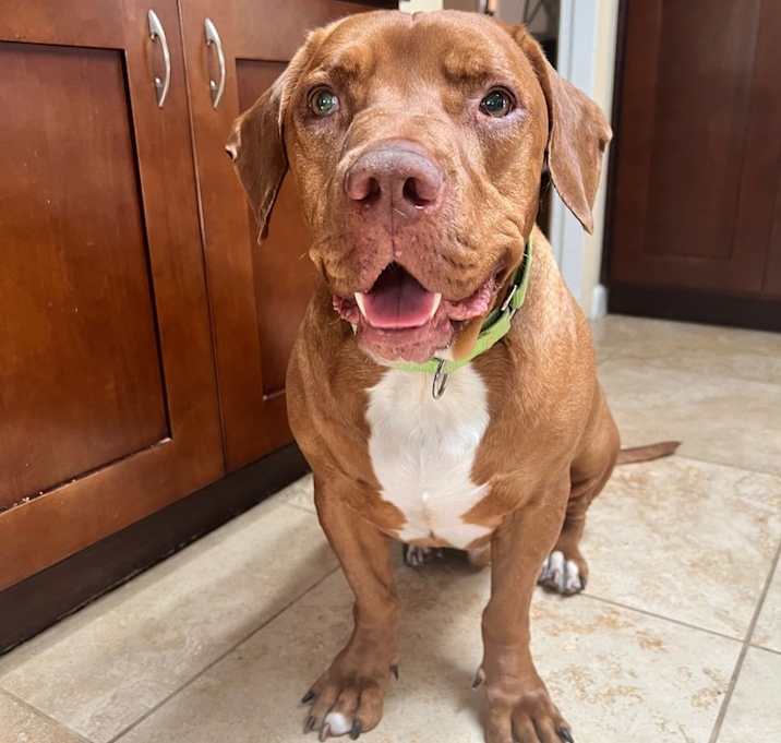 Photo of Brownie