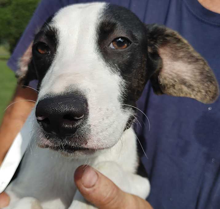 Photo of Ryder