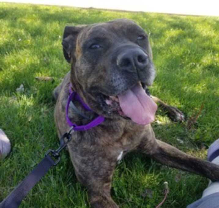 Photo of Dually