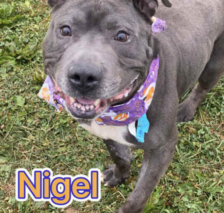 Photo of Nigel