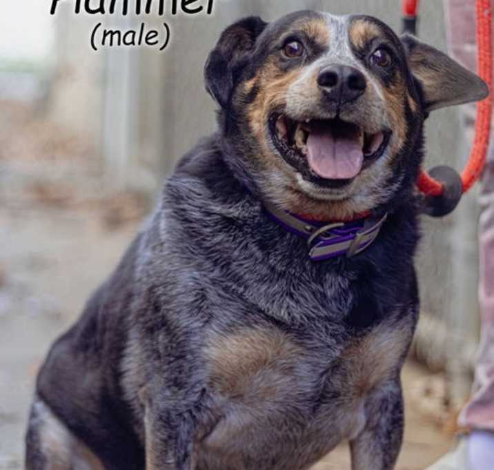 Photo of Hammer