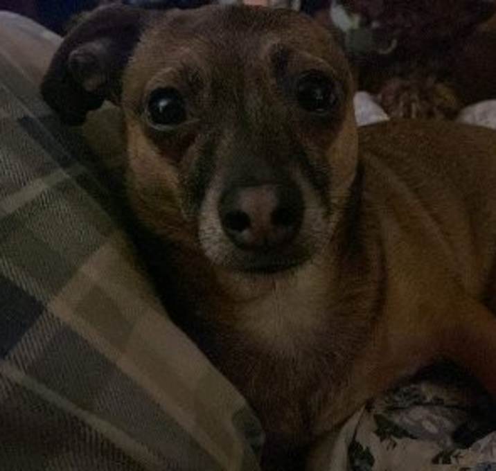 Photo of Poppy