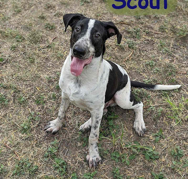 Photo of Scout