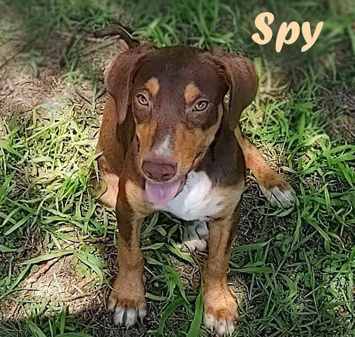 Photo of Spy