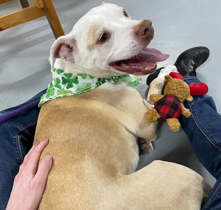 Photo of Buddy