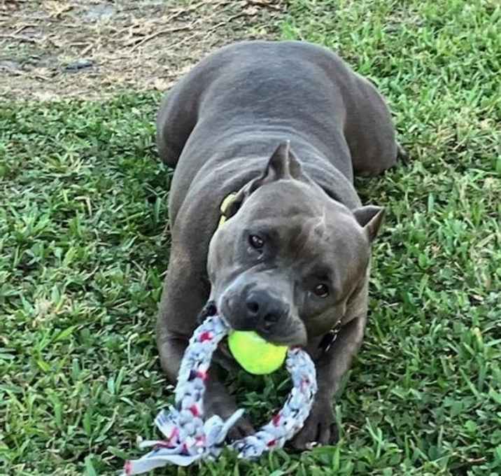 Photo of Dozer