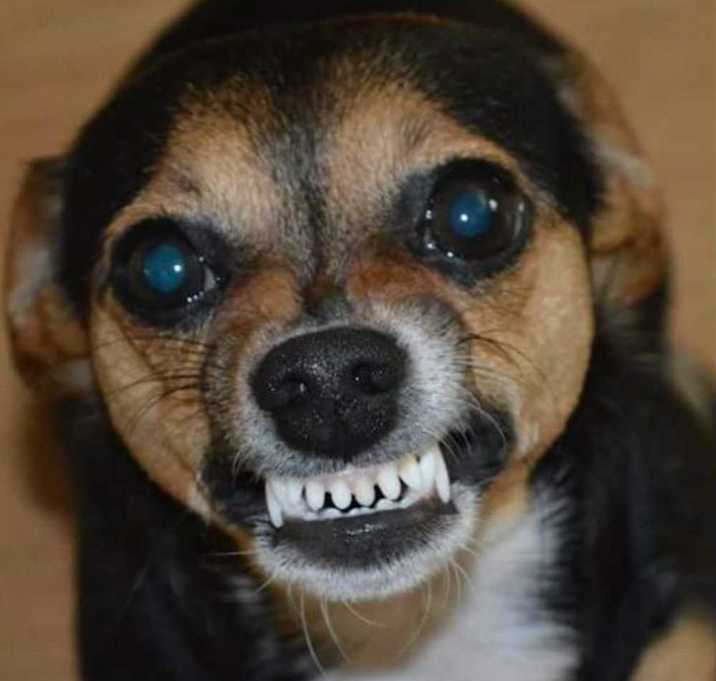 Photo of Vinnie