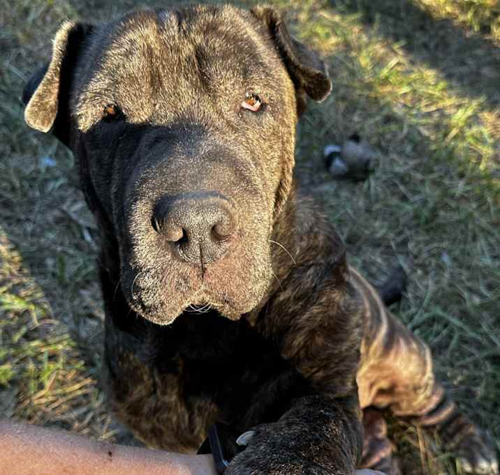 Photo of Diesel