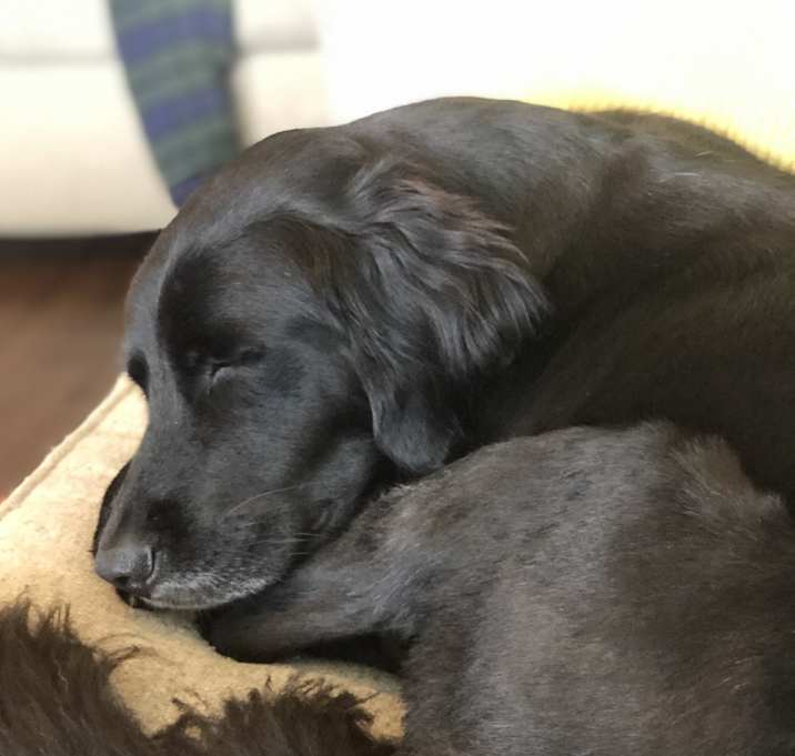 Photo of Milo