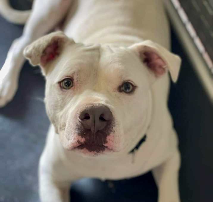 Photo of Caesar