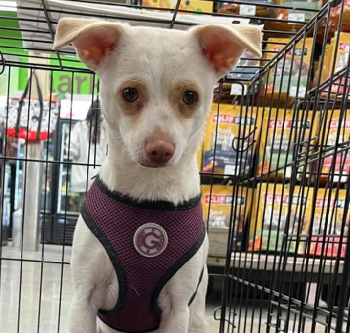 Photo of Honey