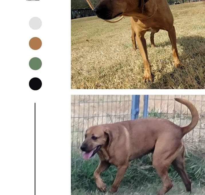 Photo of Duke