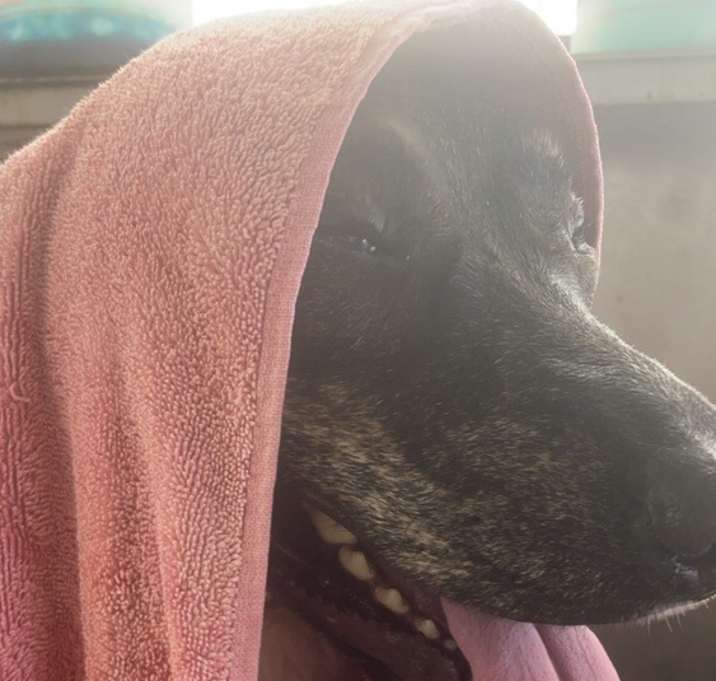 Photo of Brenda the brindle