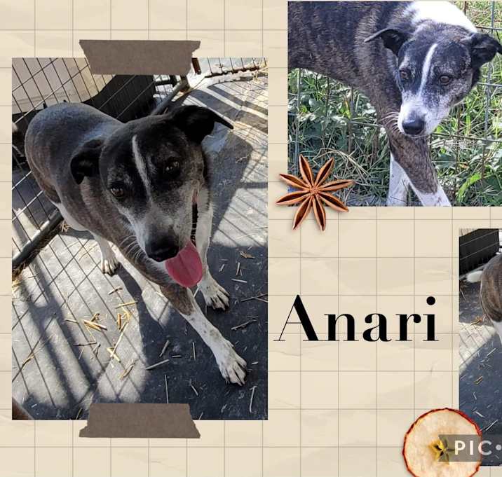 Photo of Anari