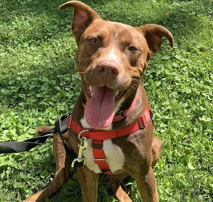 Photo of Shelby