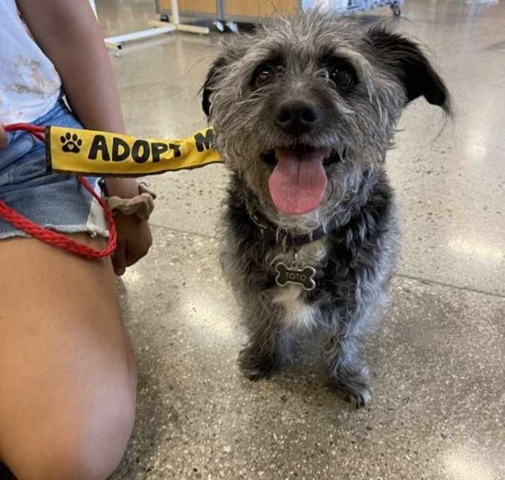 Photo of Toto