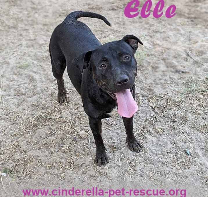 Photo of Elle