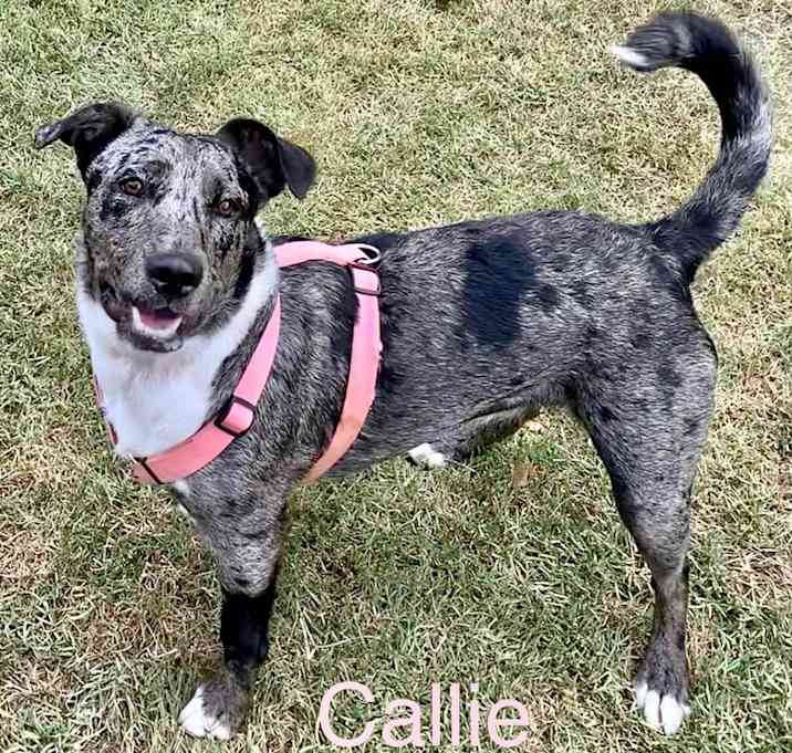 Photo of CALLIE