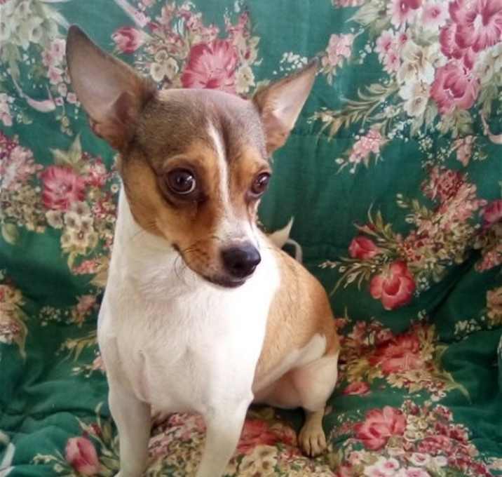 Photo of Andy- ADOPTED 11/16/24