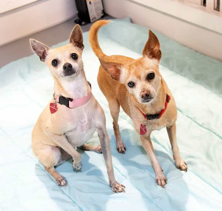 Photo of CC & Lulu