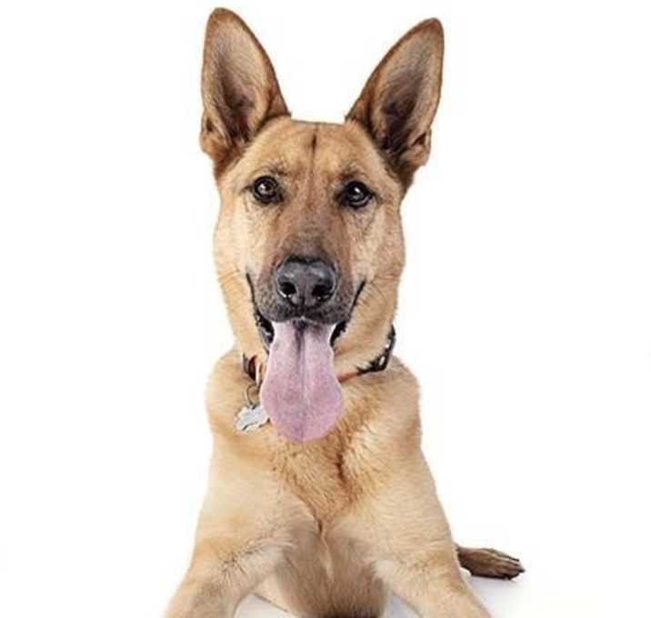 Photo of Dodger