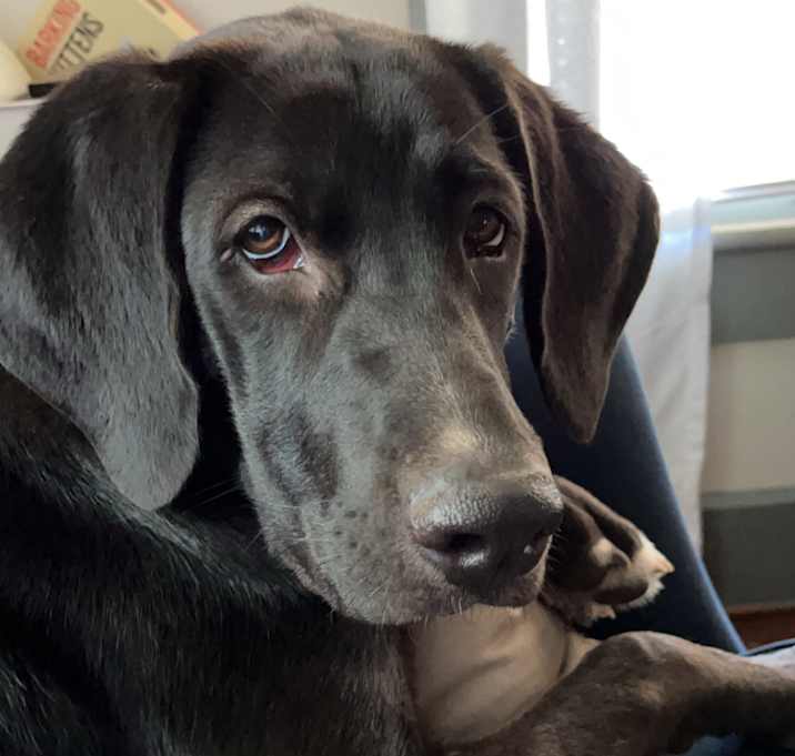 Photo of Pepper