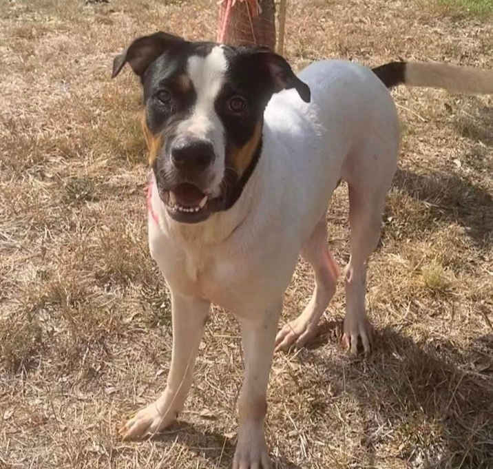 Photo of Merlin