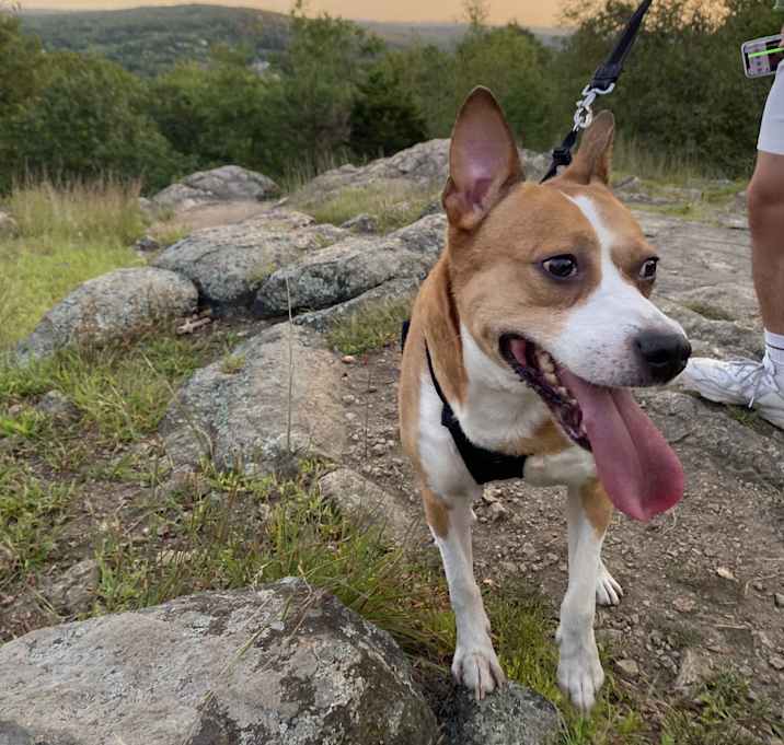 Photo of Chip