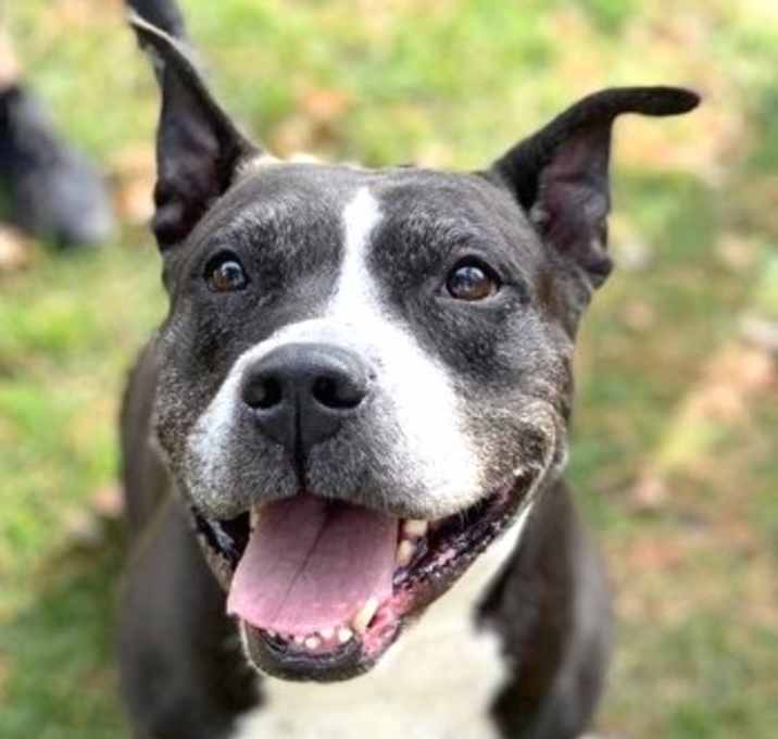 Photo of Beulah *In Foster Care*
