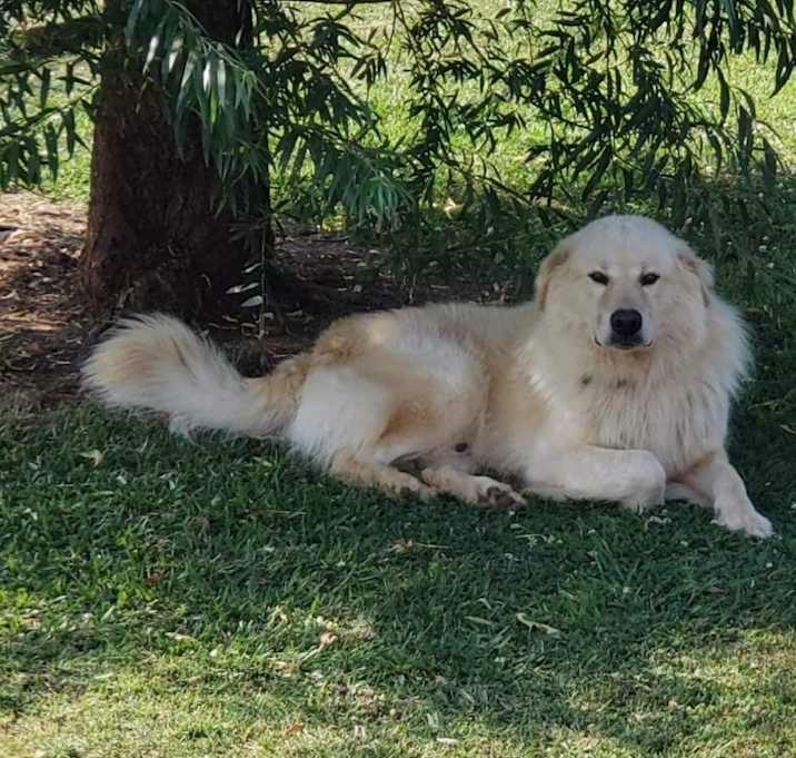 Photo of Fluffy