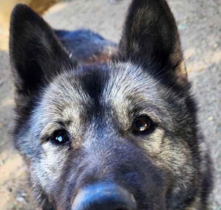 Photo of Okami