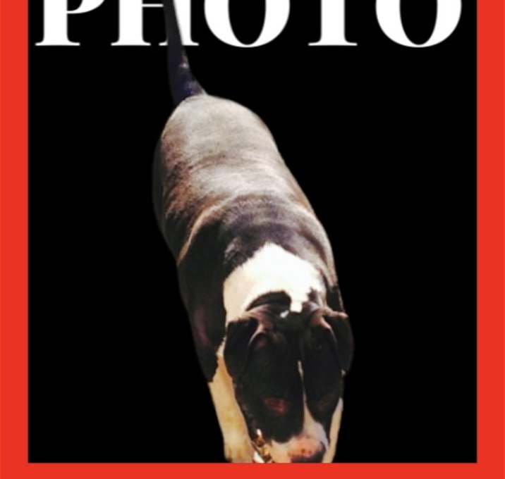 Photo of Rooster